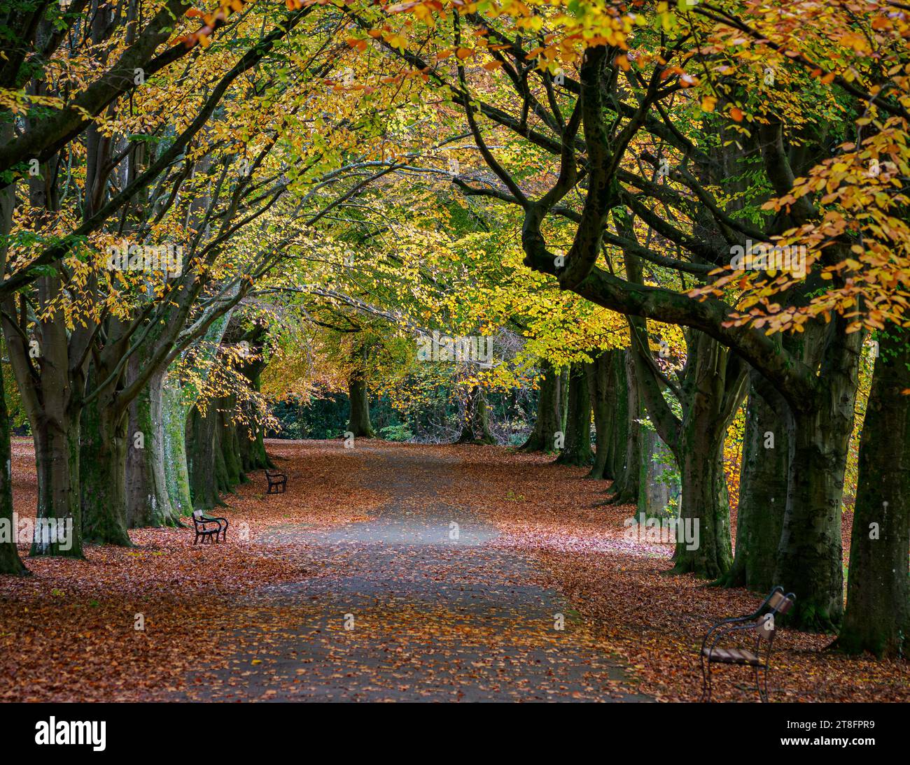Herbstbuchen entlang der Promenade in Clifton Bristol, Großbritannien Stockfoto