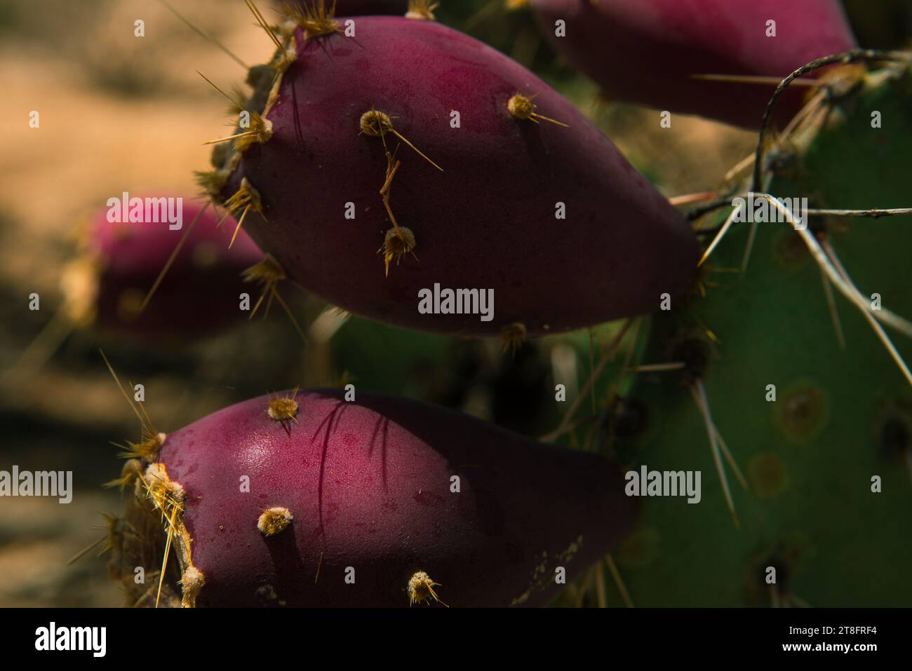 Kaktus studie -Fotos und -Bildmaterial in hoher Auflsung  Alamy
