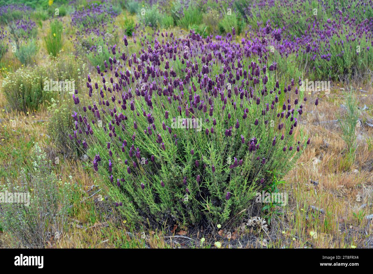 Der spanische Lavendel (Lavandula stoechas) ist ein aromatischer Sträucher, der im Mittelmeerraum und auf den Kanarischen Inseln beheimatet ist. Dieses Foto wurde in Arribes del Duero aufgenommen Stockfoto