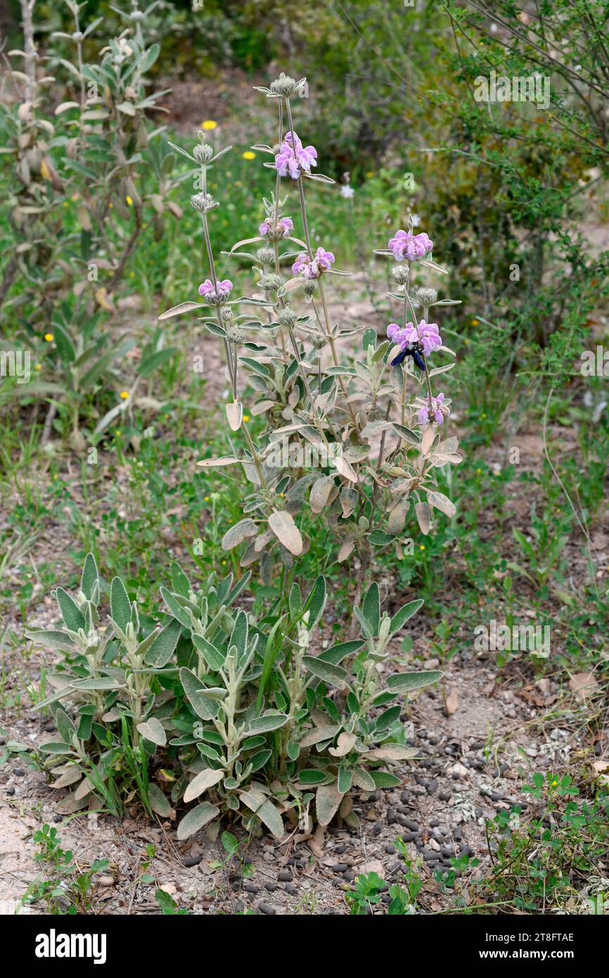 Matagallo (Phlomis purpurea) ist ein auf der südlichen iberischen Halbinsel und im Nordwesten Afrikas heimischer Strauch. Dieses Foto wurde in Malaga, Andalusien, Spanien aufgenommen. Stockfoto
