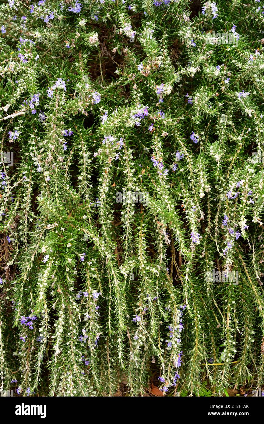 Balearischer Rosmarin (Salvia rosmarinus palaui oder Rosmarinus officinalis palaui) ist eine auf den Balearen endemische Unterart von Sträuchern. Stockfoto