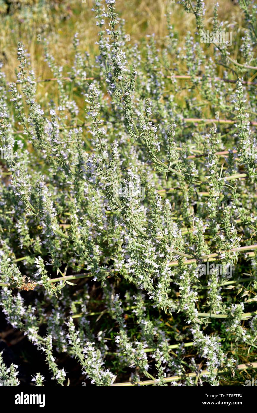 Der weiße Salbei (Salvia Apiana) ist ein immergrüner Strauß, der im Südwesten der USA und im Nordwesten Mexikos heimisch ist. Ist essbar und hat medizinische Eigenschaften. Stockfoto