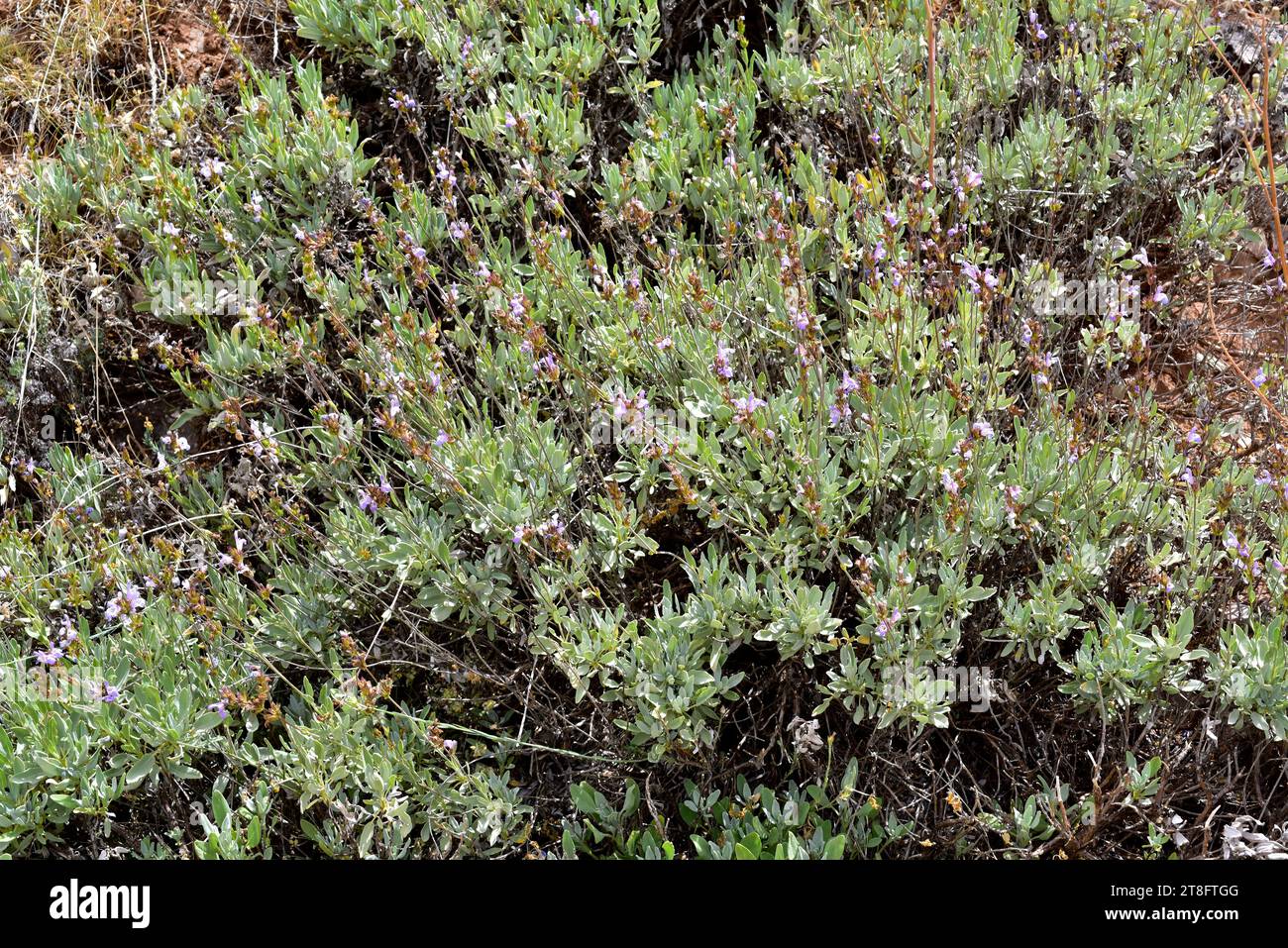 Salbei (Salvia lavandulifolia) ist ein immergrüner Sträucher aus Spanien und Südfrankreich. Dieses Foto wurde in Sierra Nevada, Granada, Andalus aufgenommen Stockfoto