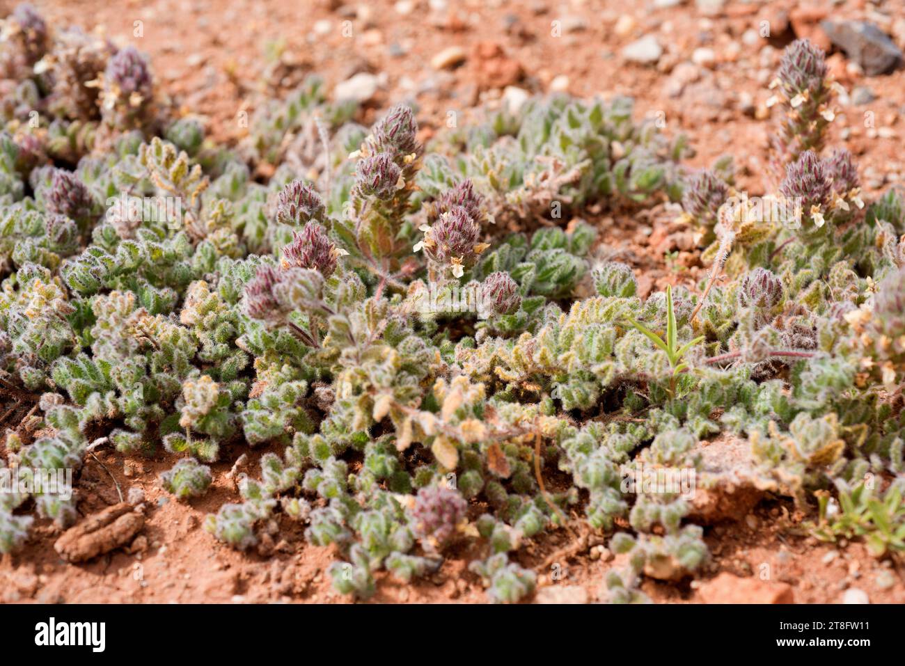 Zamarrilla del Cabo Teucrium charidemi) ist ein in Almeria endemischer Unterstrauch (Cabo de Gata und Sierra Alhamilla). Dieses Foto wurde in Cabo de Gata Nat aufgenommen Stockfoto