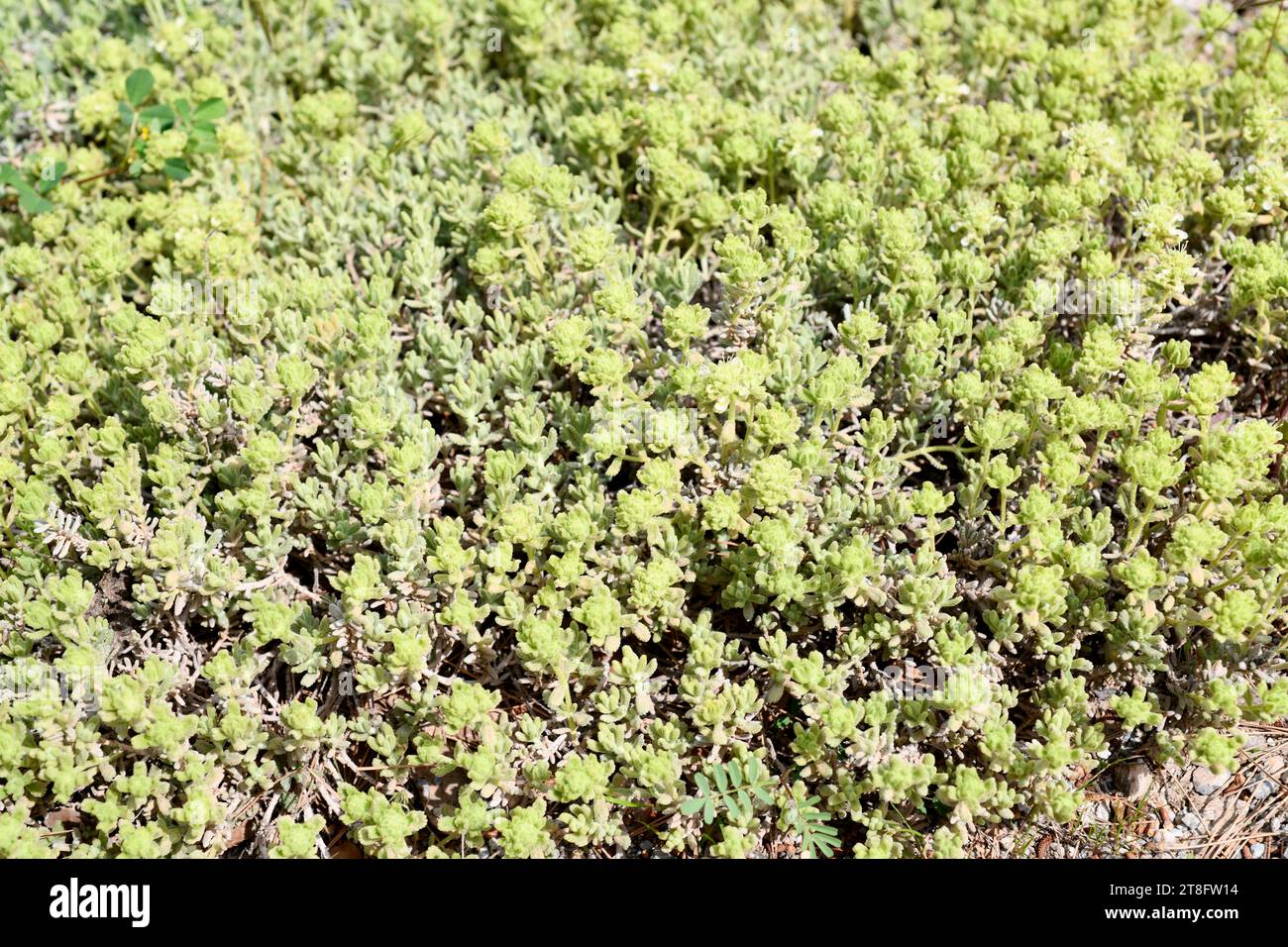Teucrium compactum ist eine prostrate, ganzjährige Kräuterendemie in Südspanien und Nordwestafrika. Stockfoto