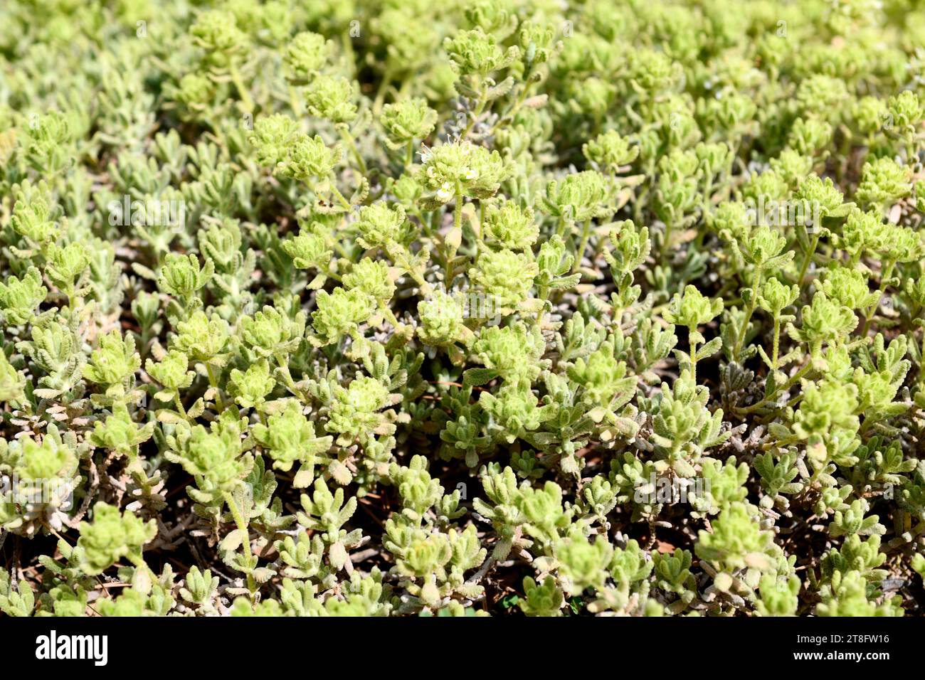 Teucrium compactum ist eine prostrate, ganzjährige Kräuterendemie in Südspanien und Nordwestafrika. Stockfoto