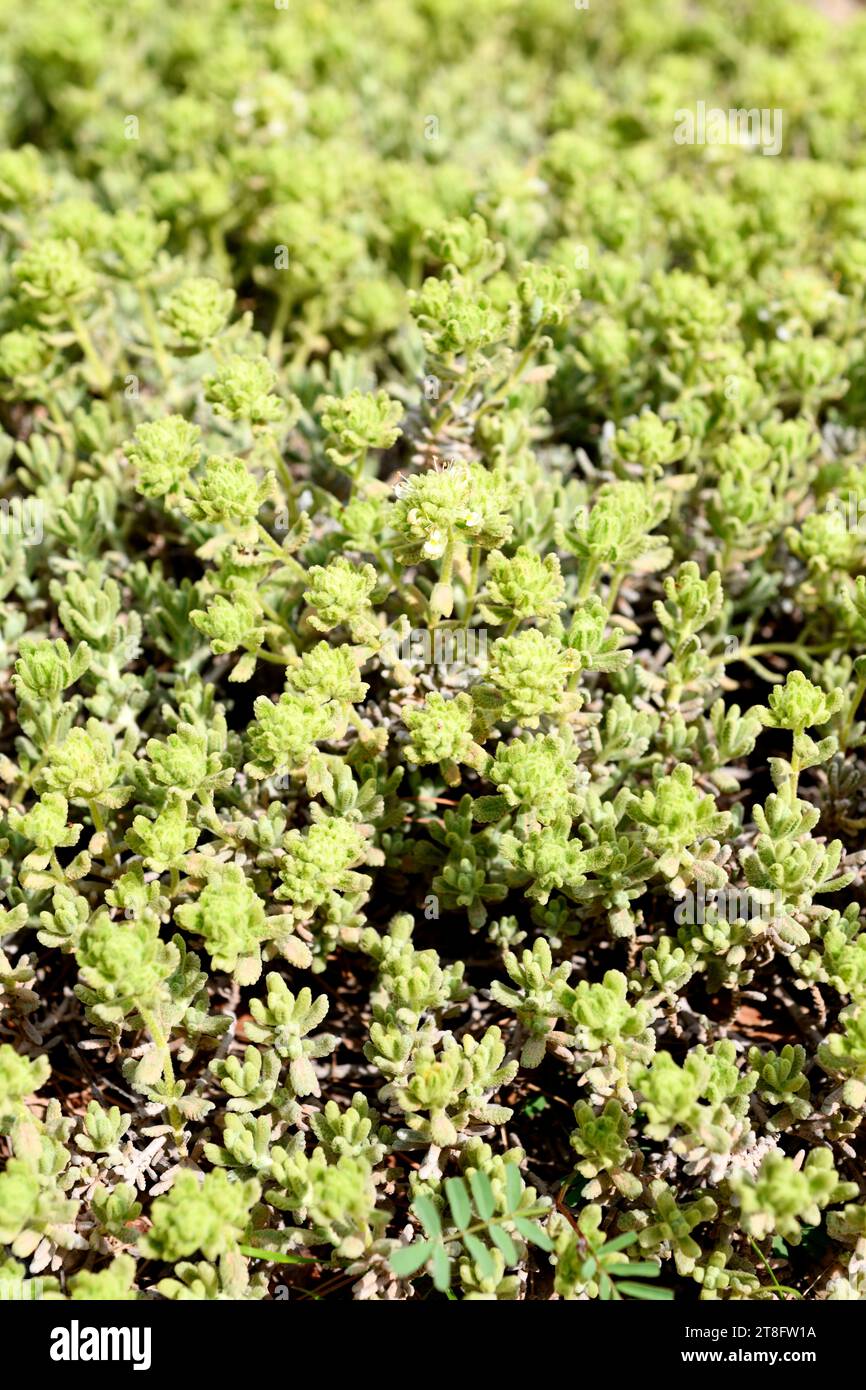 Teucrium compactum ist eine prostrate, ganzjährige Kräuterendemie in Südspanien und Nordwestafrika. Stockfoto