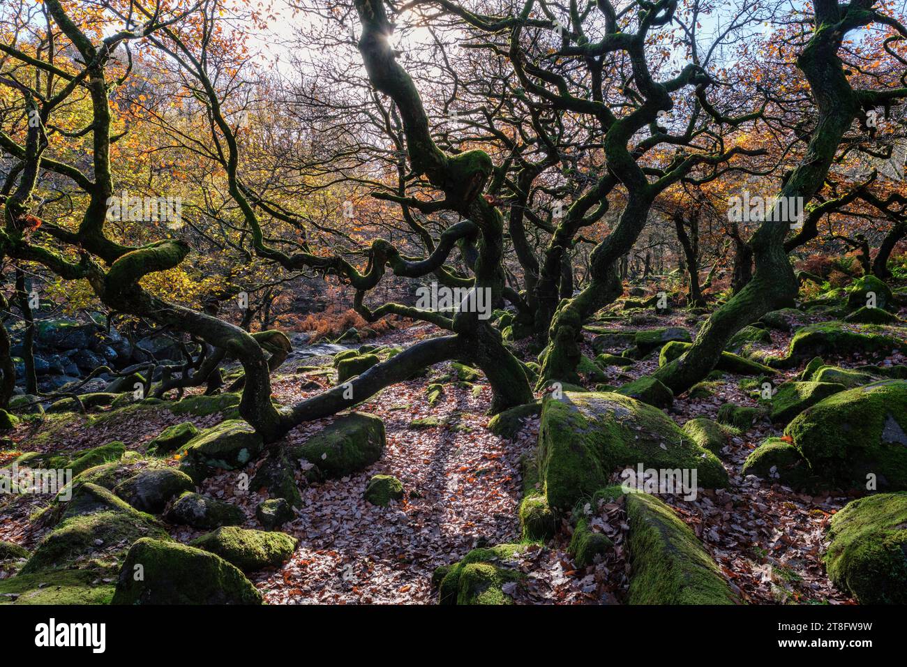 Herbst in Padley Gorge, Peak District National Park, Derbyshire Stockfoto