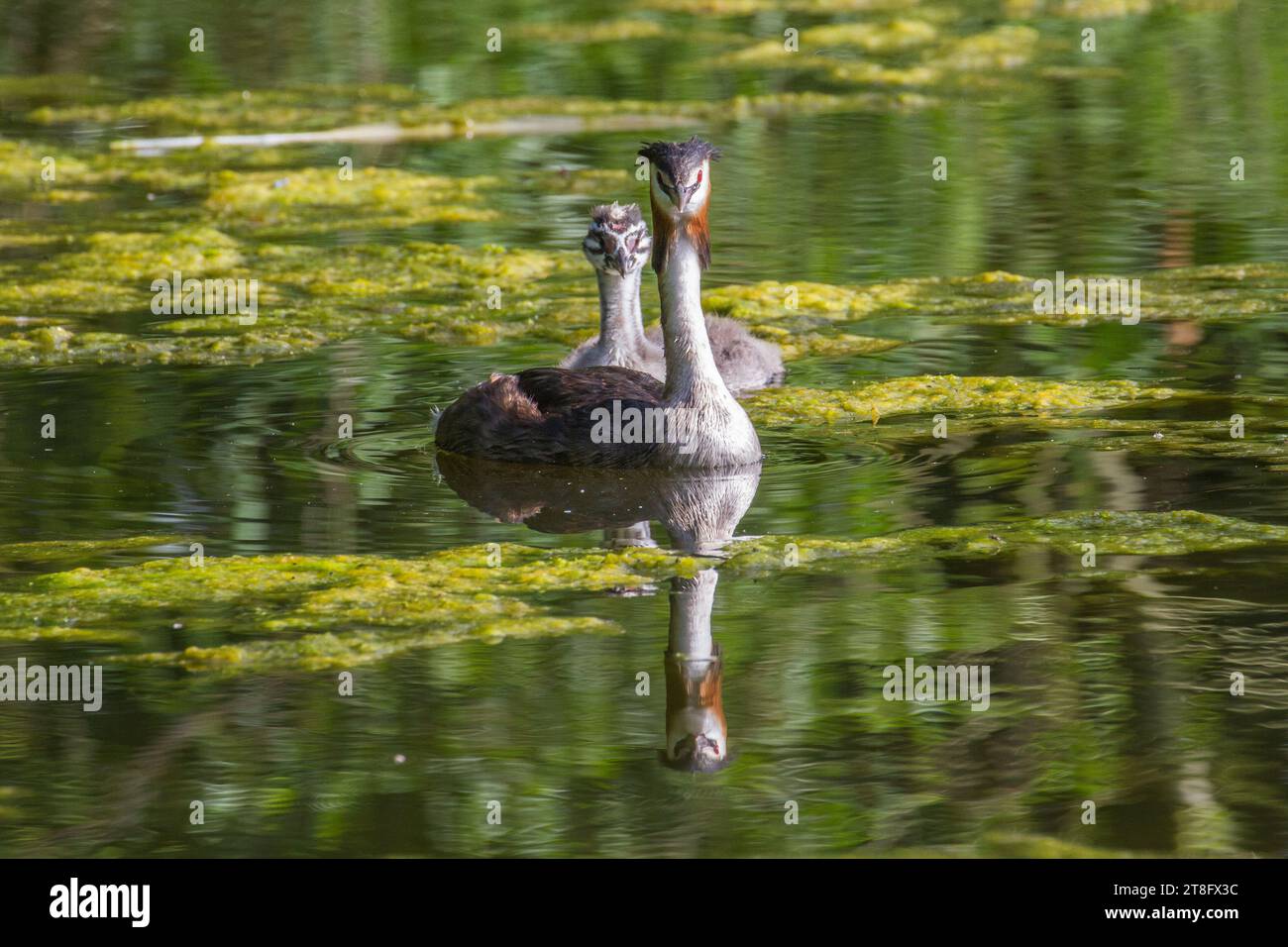 Great Crested Grebe mit Chick Stockfoto