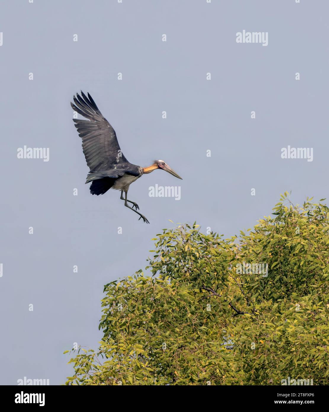 Kleiner Adjutant ist ein großer Watvogel in der Storchfamilie Ciconiidae. Dieses Foto wurde aus dem Sundarbans-Nationalpark in Bangladesch gemacht. Stockfoto
