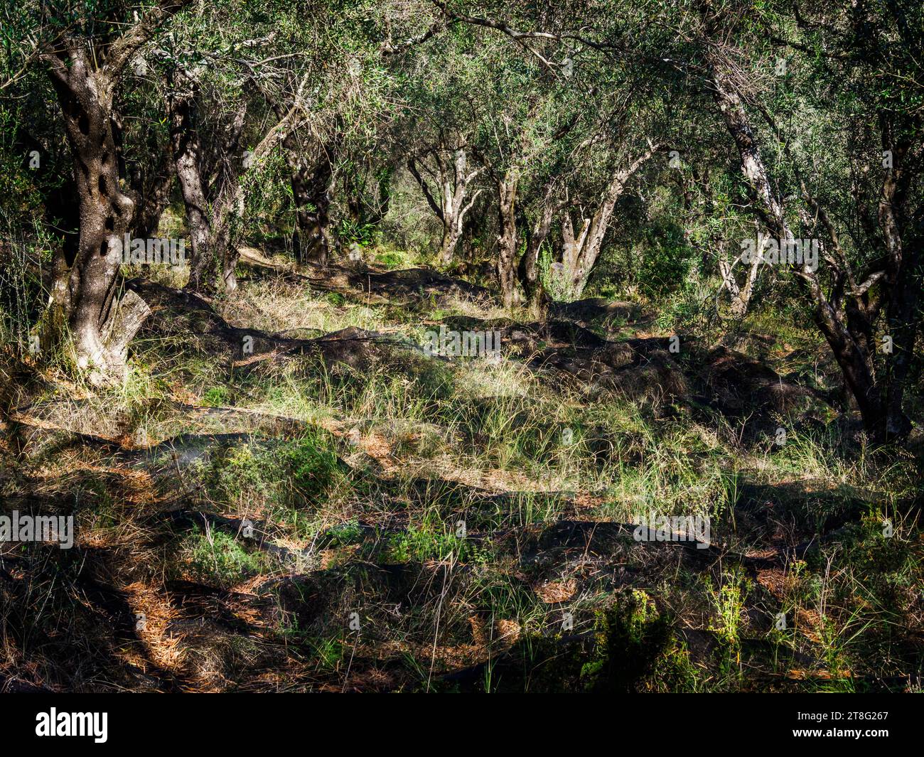Netzolivenhaine auf Korfu auf den Ionischen Inseln Griechenlands, die Oliven zur Olivenölherstellung herstellen Stockfoto
