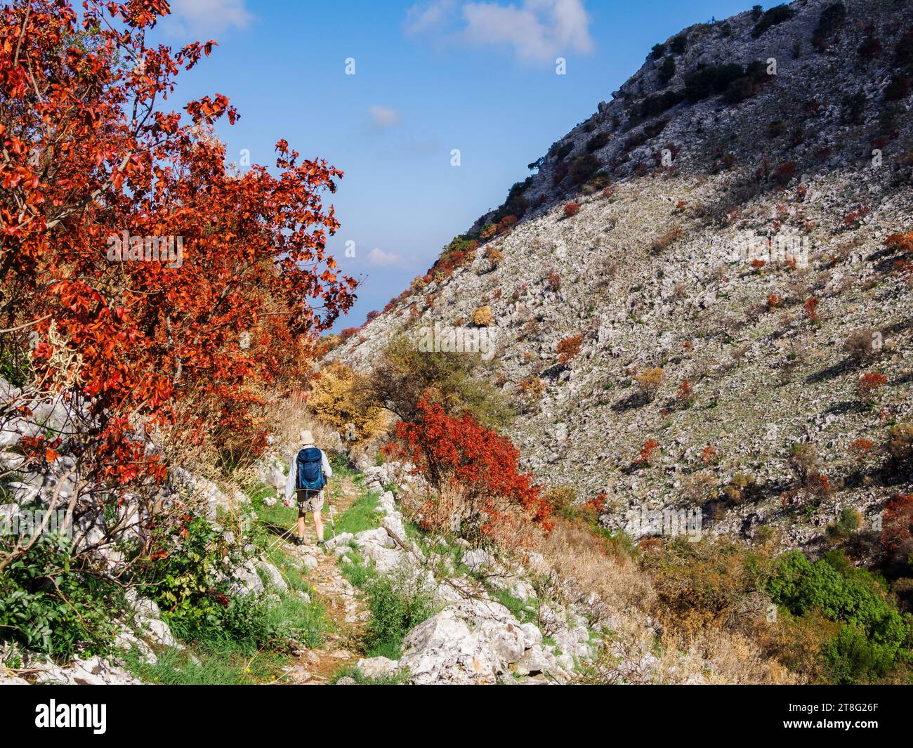 Spaziergang zwischen Feuer beschädigten Bäumen in einem abgelegenen Tal auf dem Berg Pantokrator Oros Pandokratoras auf der Insel Korfu Ionische Inseln Griechenland Stockfoto
