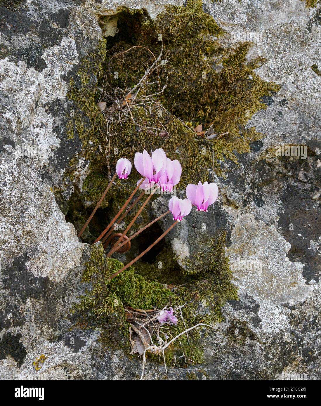 Blassrosa Blüten von Cyclamen C. hederifolium, die in einer Felsspalte auf dem Berg Pandokratoras in Korfu, Griechenland, wachsen Stockfoto