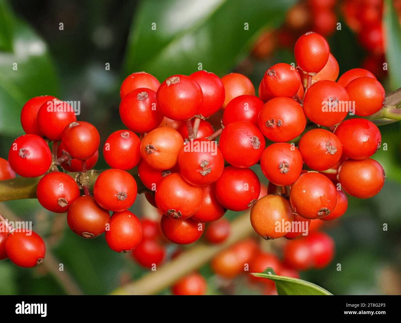 Holly Ilex Aquifolium mit frisch gereiften scharlachroten Beeren - Somerset UK Stockfoto