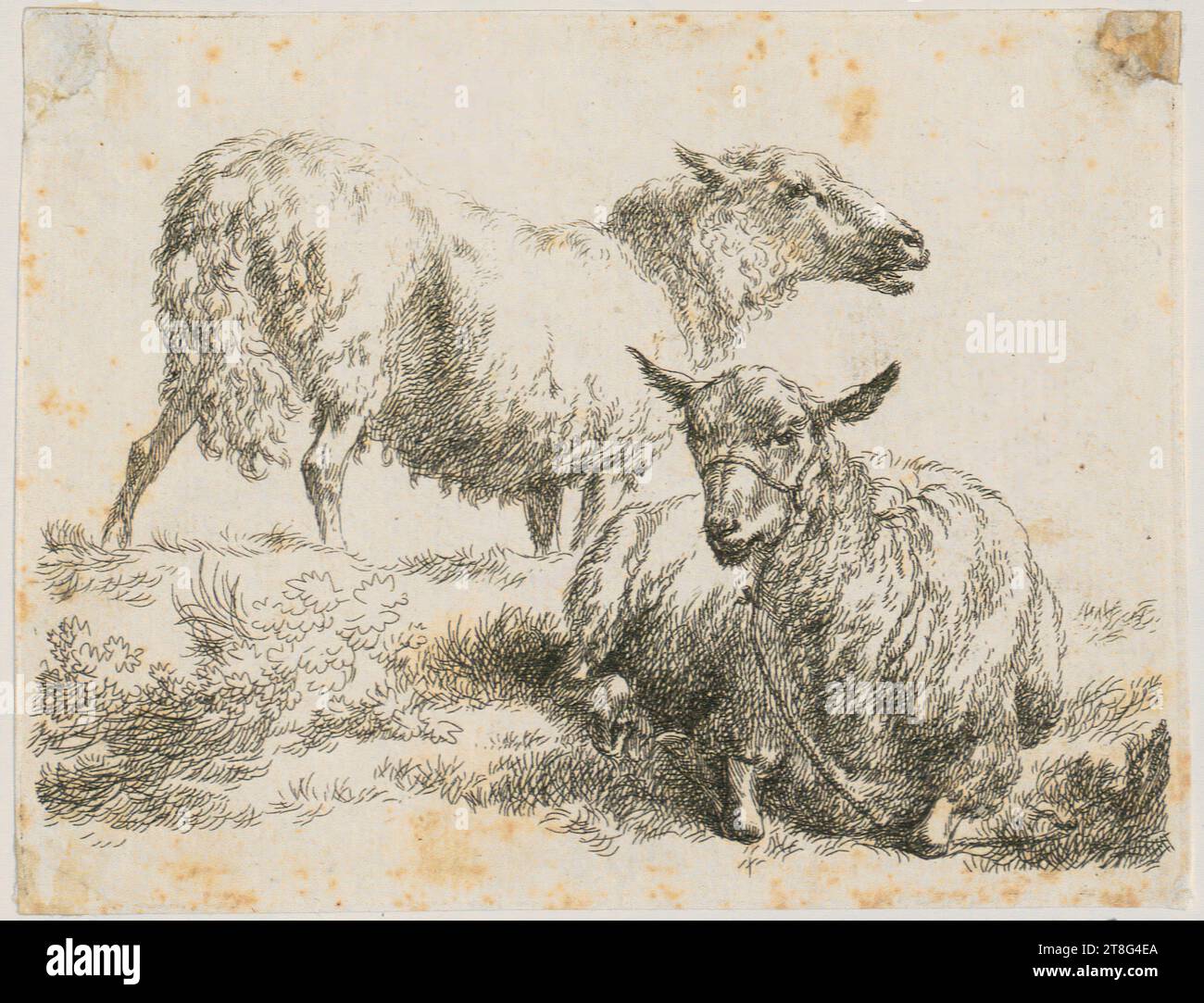 Nicolaes Berchem (1620 um - 1683), stehendes und liegendes Schaf mit Halter, Blatt 5 der Serie 'verschiedene Abbildungen von Schafen', Druckherkunft: 1648 - 1652, Ätzung, Bogengröße: 10,1 x 13,1 cm Stockfoto