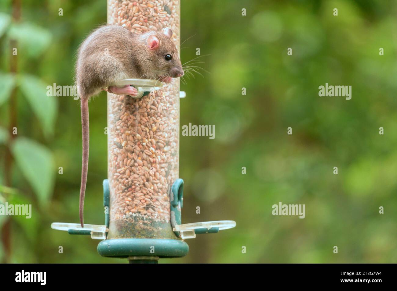 Junge braune Ratte (Rattus norvegicus), die Samen aus einem Gartenvogelfutter essen. September, Kent, Großbritannien Stockfoto