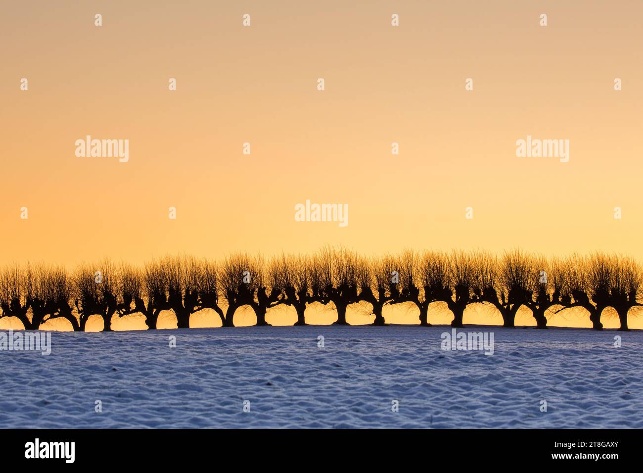 Reihe von bestäubten europäischen Linden/geschnittenen gemeinen Linden/gemeinen Linden (Tilia x europaea) im Winter vor dem orangefarbenen Sonnenuntergangshimmel Stockfoto