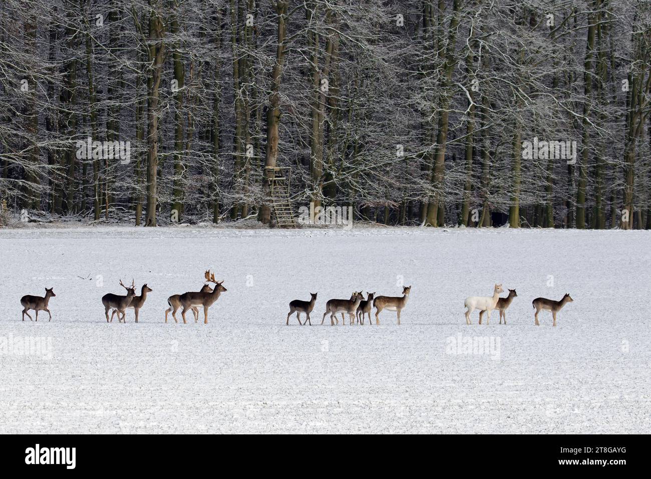 Herde von europäischen Damhirschen (Dama dama), die im Winter an Hochstand/Jagdblind/Hirsch auf schneebedecktem Feld am Waldrand vorbeilaufen Stockfoto