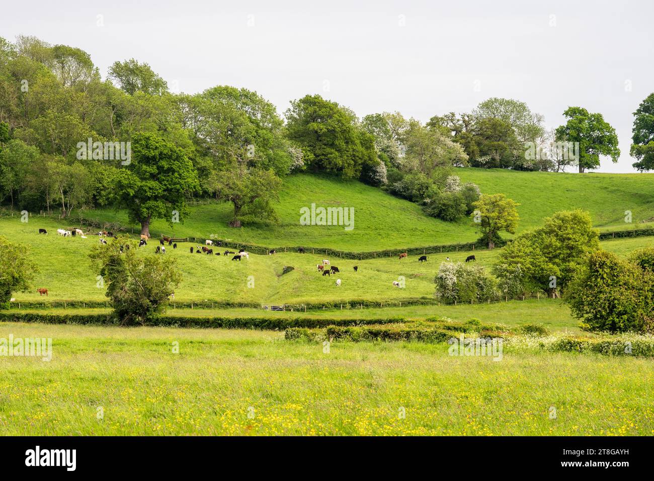 Rinder weiden auf einem Weidefeld auf einem Hügel im Gebiet Vale of Berkeley in Gloucestershire, England. Stockfoto