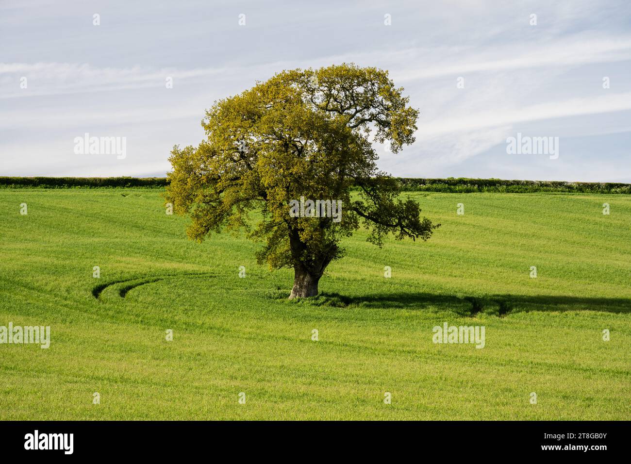 Ein einsamer Baum steht auf einem Feld bei Norton Malwards im Chew Valley von Somerset. Stockfoto