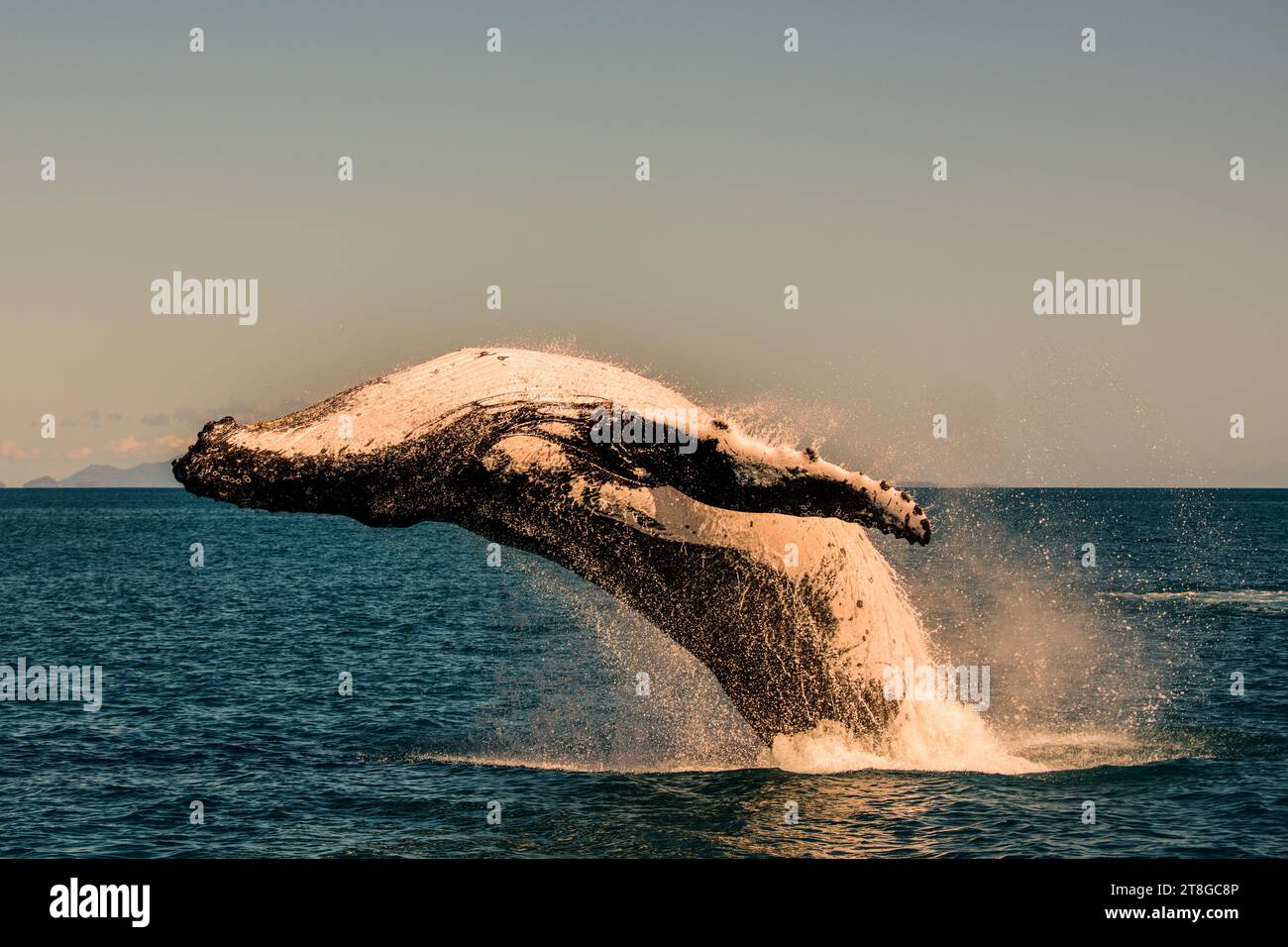 Breaching Buckelwal in den Whitsundays, Quennsland Australia Stockfoto