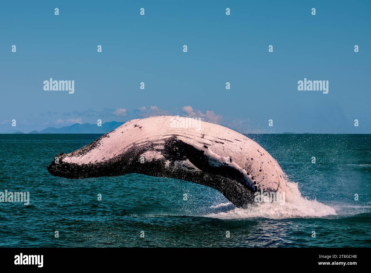 Breaching Buckelwal in den Whitsundays, Quennsland Australia Stockfoto