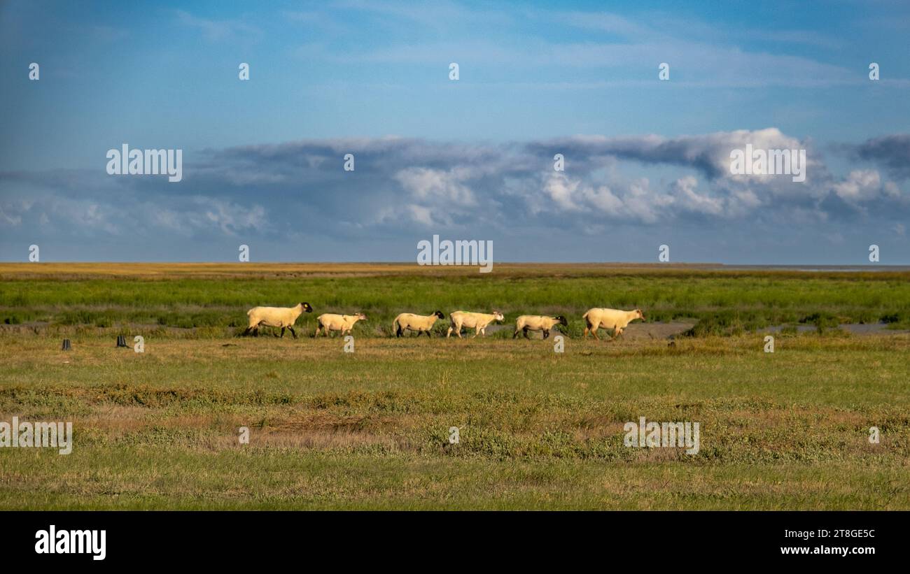 Schafe laufen hintereinander am Horizont entlang Stockfoto