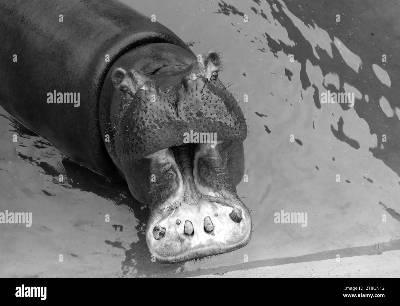Ein riesiger Nilpferd im Wasser öffnet seinen Mund mit abgesägten Zähnen. Wildtiere in ihrem natürlichen Lebensraum. Afrikanische Tierwelt. Amphibien. Flusspferde - Th Stockfoto