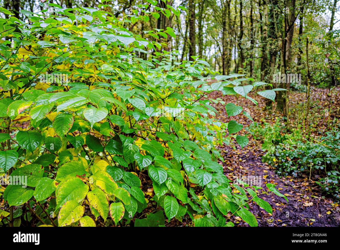 Japanisches Knotenunkraut wächst im Wald, invasive Pflanze schädigt. Stockfoto