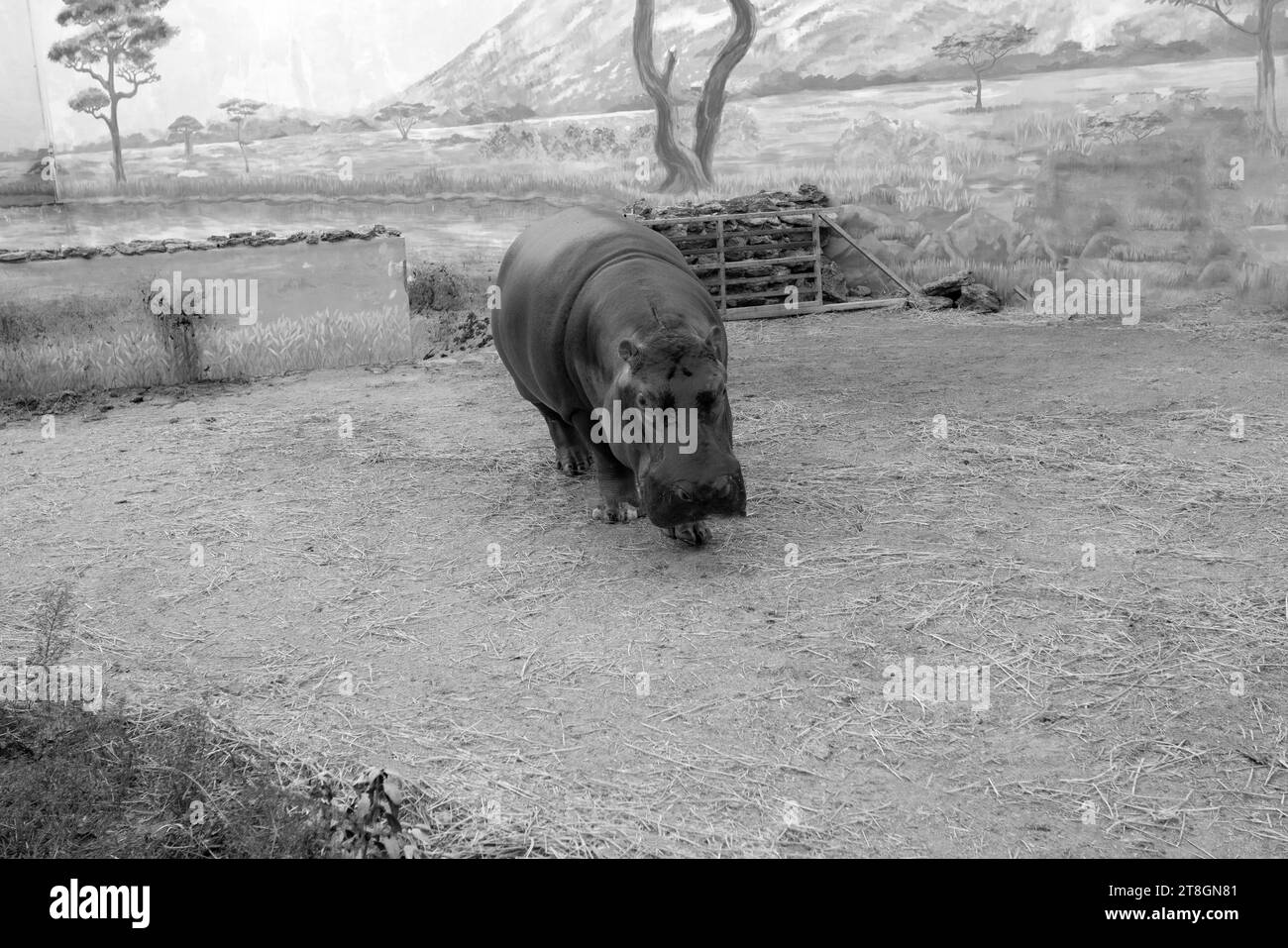 Ein riesiger Nilpferd im Wasser öffnet seinen Mund mit abgesägten Zähnen. Wildtiere in ihrem natürlichen Lebensraum. Afrikanische Tierwelt. Amphibien. Flusspferde - Th Stockfoto