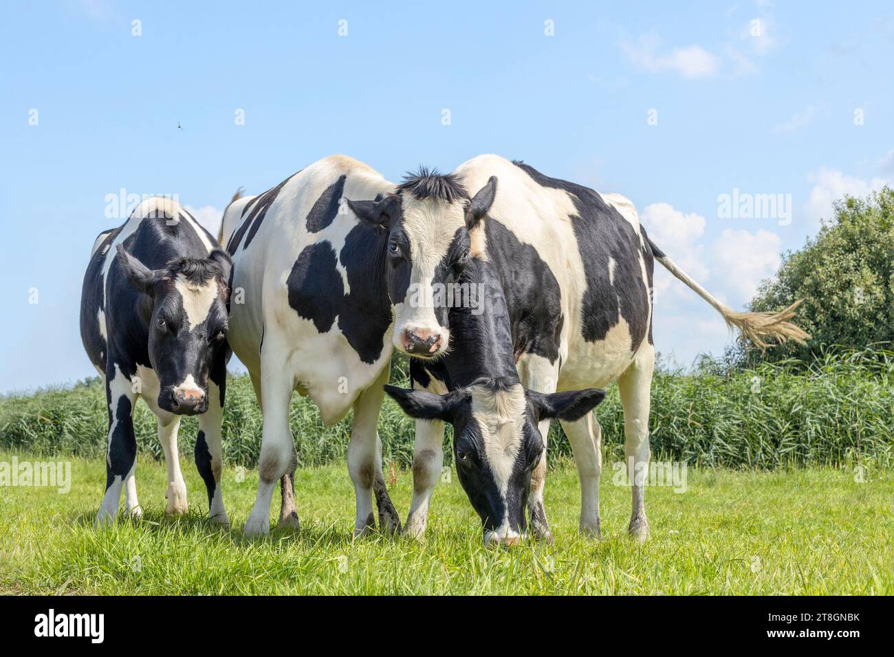 Drei Kühe spielen, fröhlich und glücklich auf einem Feld, Gruppenumarmung an einem sonnigen Tag Stockfoto