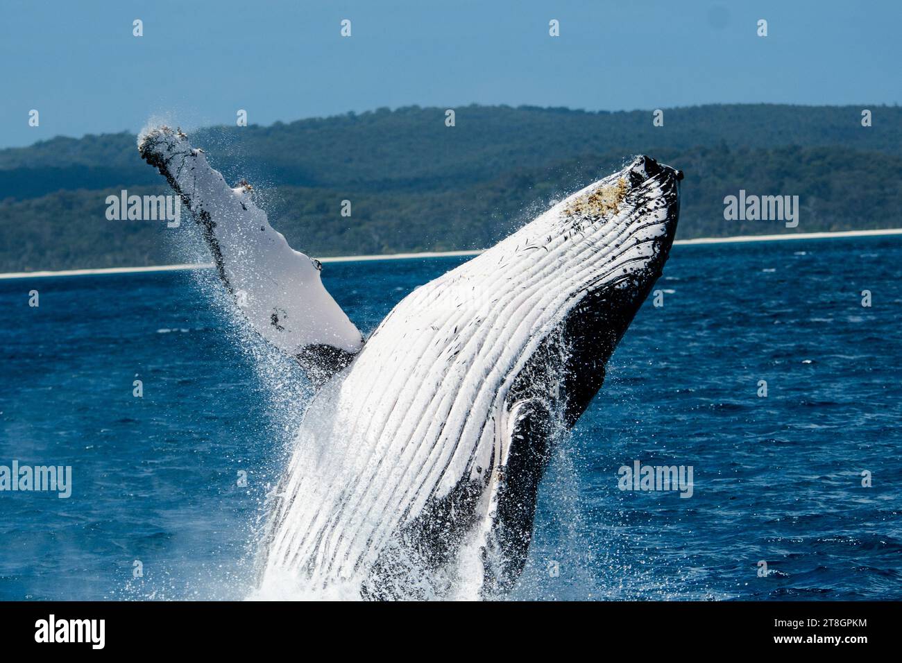 Buckelwale brechen in Hervey Bay Stockfoto