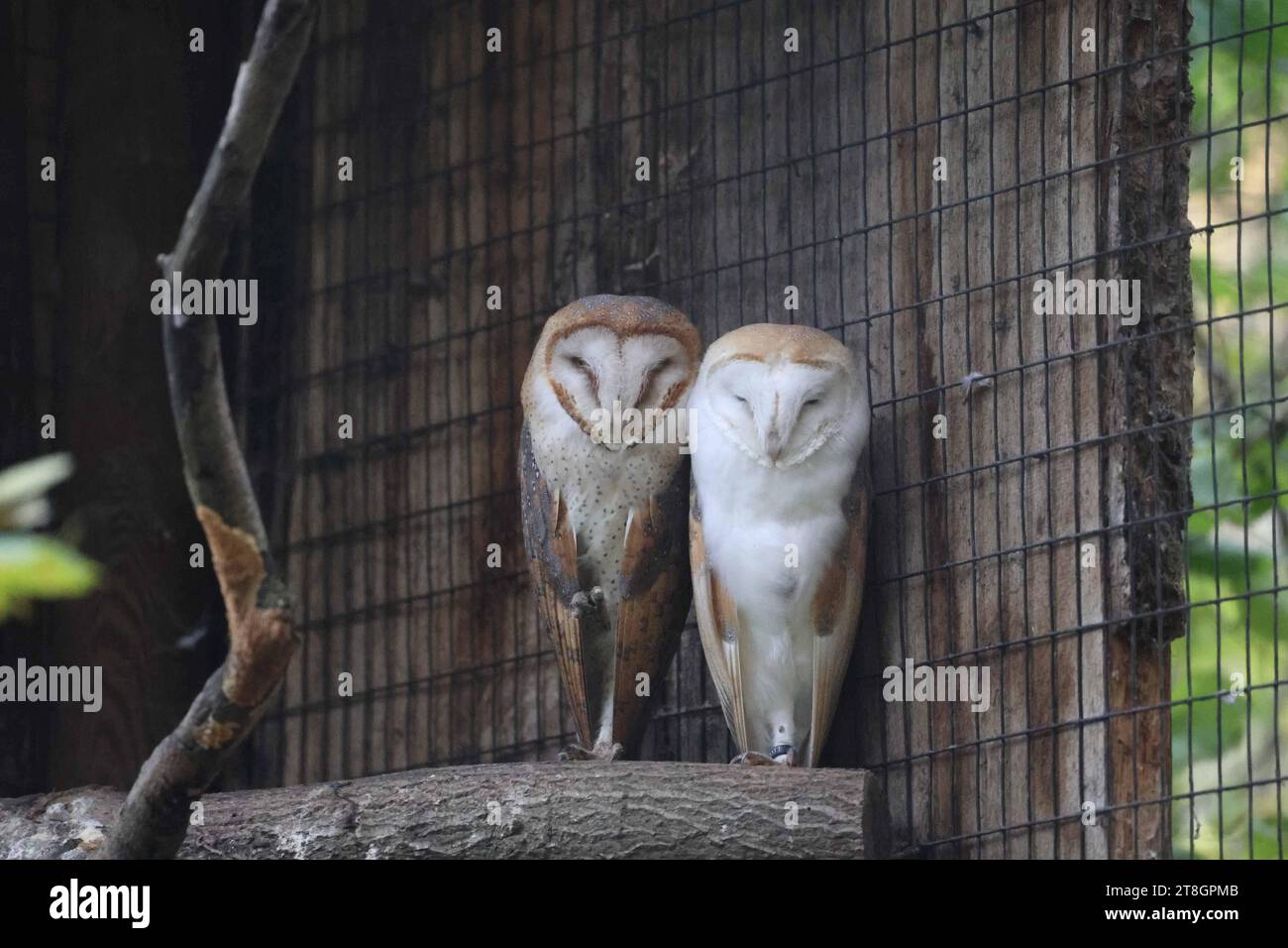 12.11.2023, Poing, DE, unterwegs in Deutschland, Fototermin, Themenbild, Verschiedene Themenbilder, Symbolbild, Tiere, im Bild Schleiereule, Pärchen, Schleiereulen, die Schleiereule Tyto alba ist eine Vogelart aus der Ordnung der Eulen Strigiformes und der Familie der Schleiereulen Tytonidae. Die Schleiereule ist eine sehr helle, langbeinige Eule, die keine Federohren hat. Zu ihren auffälligsten Erkennungsmerkmalen gehören das herzförmige Gesicht sowie die verhältnismäßig kleinen, schwarzen Augen. Sie ist nachtaktiv und am Tage nur an ihren Ruheplätzen und am Brutplatz zu beobachten. D Stockfoto