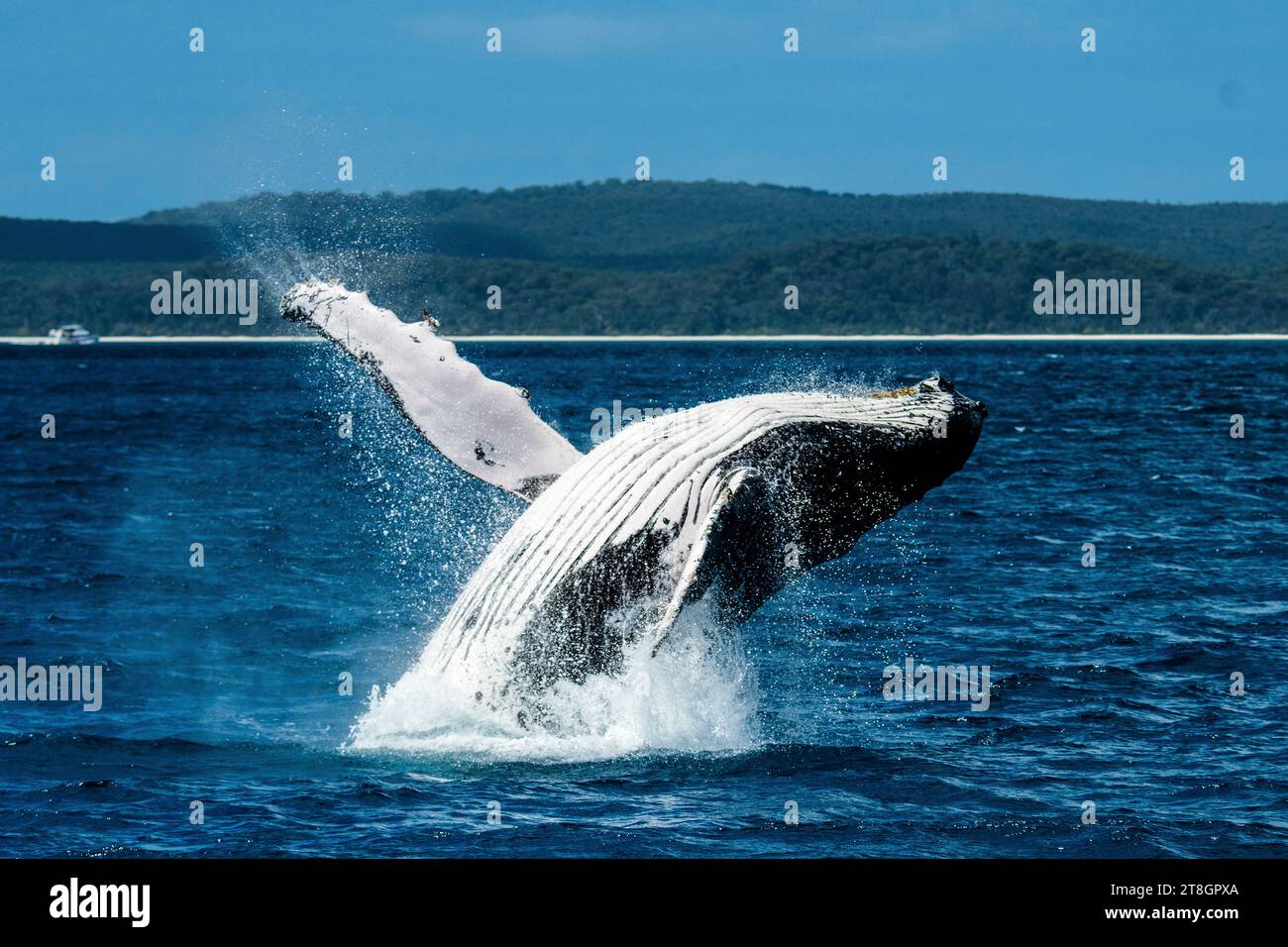 Buckelwale brechen in Hervey Bay Stockfoto