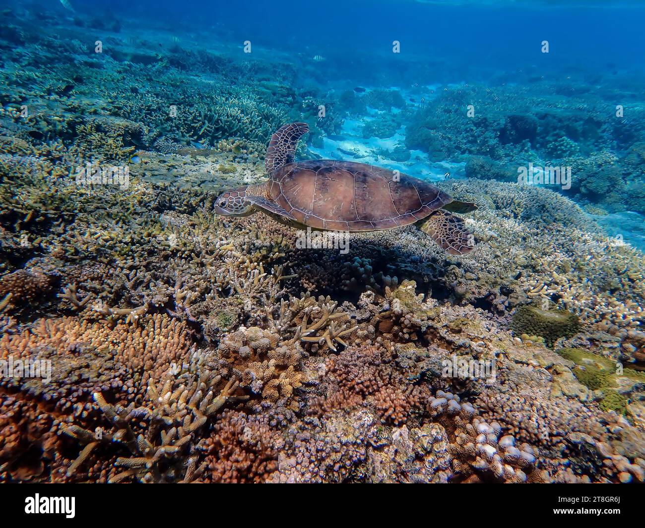 Green Turtle schwimmt auf Lady Elliott Island im Great Barrier Reef Australien Stockfoto