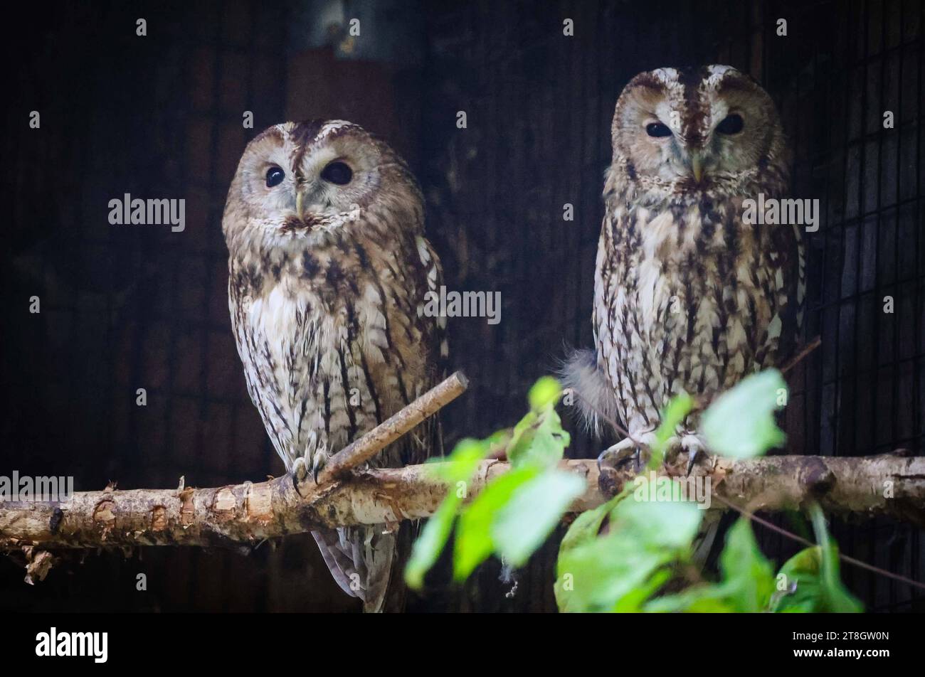 12.11.2023, Poing, DE, unterwegs in Deutschland, Fototermin, Themenbild, Verschiedene Themenbilder, Symbolbild, Tiere, im Bild Waldkauz, der Waldkauz Strix aluco ist eine mittelgroße Eulenart mit einer Verbreitung von Europa bis nach Westsibirien und in den Iran. Er kommt außerdem in Südostasien vor. In Mitteleuropa ist der Waldkauz gemeinsam mit der Waldohreule die häufigste Eule. 1 er fehlt nur in baumarmen Gebieten. 2 Waldkäuze benötigen als Brutareal reich strukturierte Landschaften, in denen sich Wälder und Baumgruppen mit offenen Flächen abwechseln. Er ist ein Höhlenbrüter, der ne Stockfoto