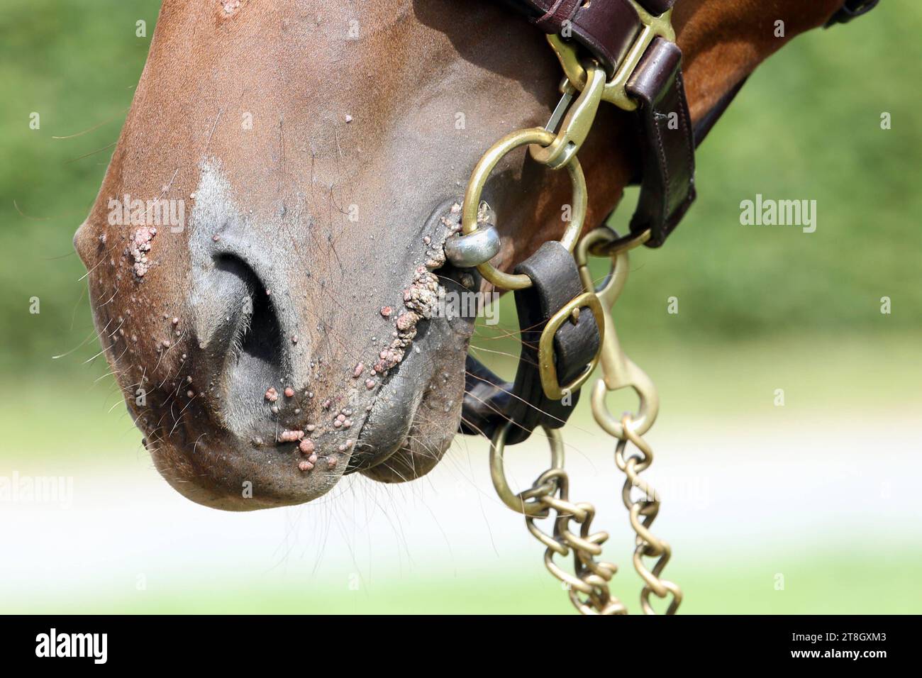 Warzen auf einem Pferd Stockfotografie - Alamy