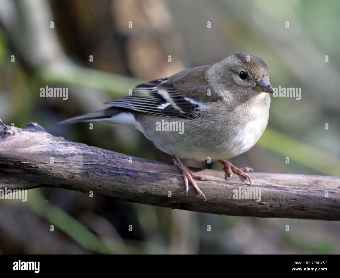 Gemeinsame Buchfink (Fringilla coelebs) Stockfoto