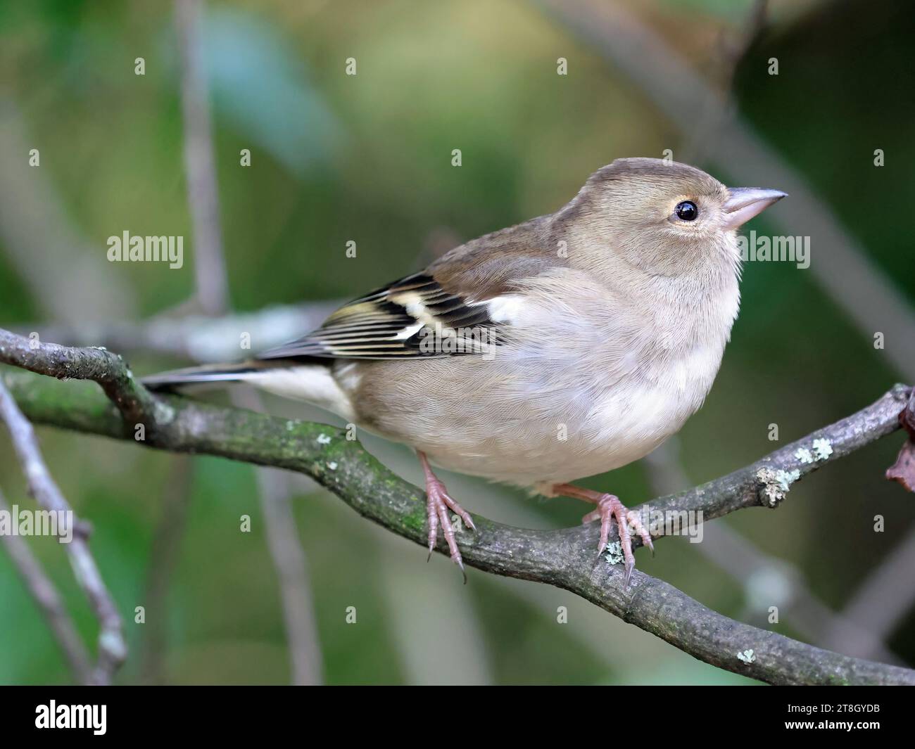 Gemeinsame Buchfink (Fringilla coelebs) Stockfoto