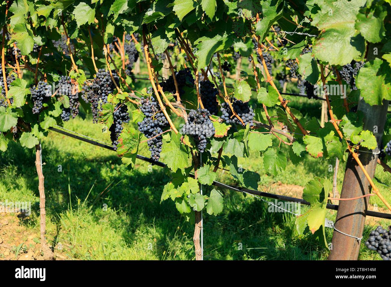 Rote Trauben im Herbst auf einem Weinstock Stockfoto