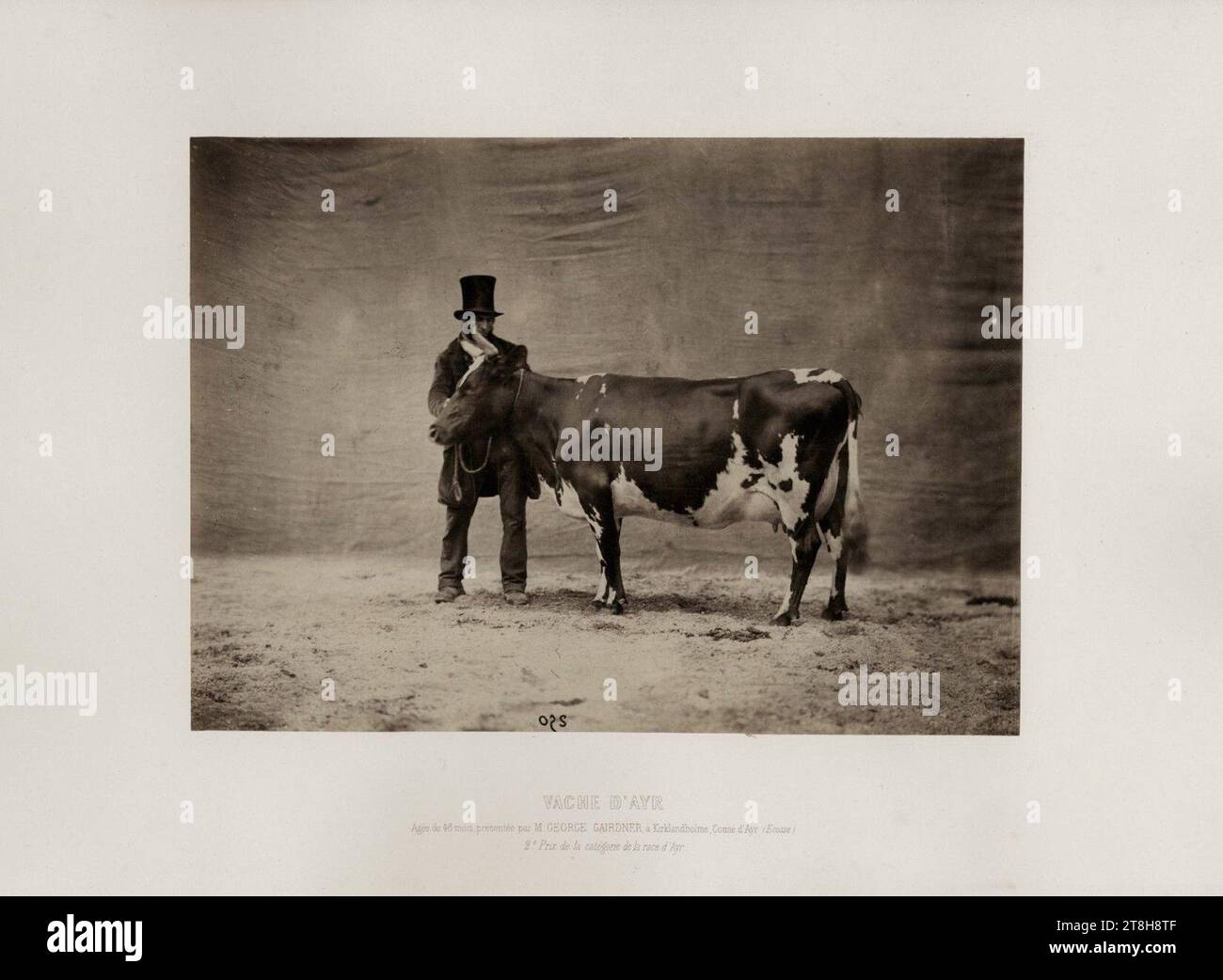 Vache D'Ayr von Adrien Tournachon, 1856. Stockfoto