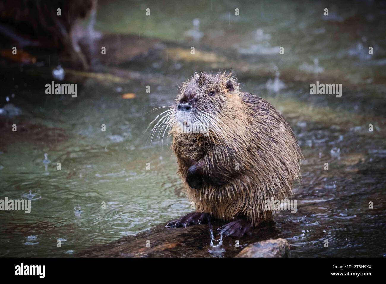 12.11.2023, Poing, DE, unterwegs in Deutschland, Fototermin, Themenbild, Verschiedene Themenbilder, Symbolbild, Tiere, im Bild Nutria, die seltenen: das nutria Myocastor coypus, auch Biberratte oder seltener Sumpfbiber, Schweifbiber, Schweifratte oder Coypu genannt, ist eine aus Südamerika stammende und in Mitteleuropa angesiedelte Nagetierart. Sie werden entweder in einer eigenen Familie, Myocastoridae, oder als Unterfamilie Myocastorinae in der Stachelratten Echimyidae eingeordnet. Nach neueren molekularen Analysen aufgrund homologer DNA-Sequenzen, mitochondrialer und Nuklearer Gene gehö Stockfoto