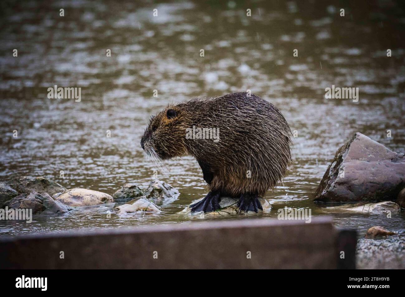 12.11.2023, Poing, DE, unterwegs in Deutschland, Fototermin, Themenbild, Verschiedene Themenbilder, Symbolbild, Tiere, im Bild Nutria, die seltenen: das nutria Myocastor coypus, auch Biberratte oder seltener Sumpfbiber, Schweifbiber, Schweifratte oder Coypu genannt, ist eine aus Südamerika stammende und in Mitteleuropa angesiedelte Nagetierart. Sie werden entweder in einer eigenen Familie, Myocastoridae, oder als Unterfamilie Myocastorinae in der Stachelratten Echimyidae eingeordnet. Nach neueren molekularen Analysen aufgrund homologer DNA-Sequenzen, mitochondrialer und Nuklearer Gene gehö Stockfoto