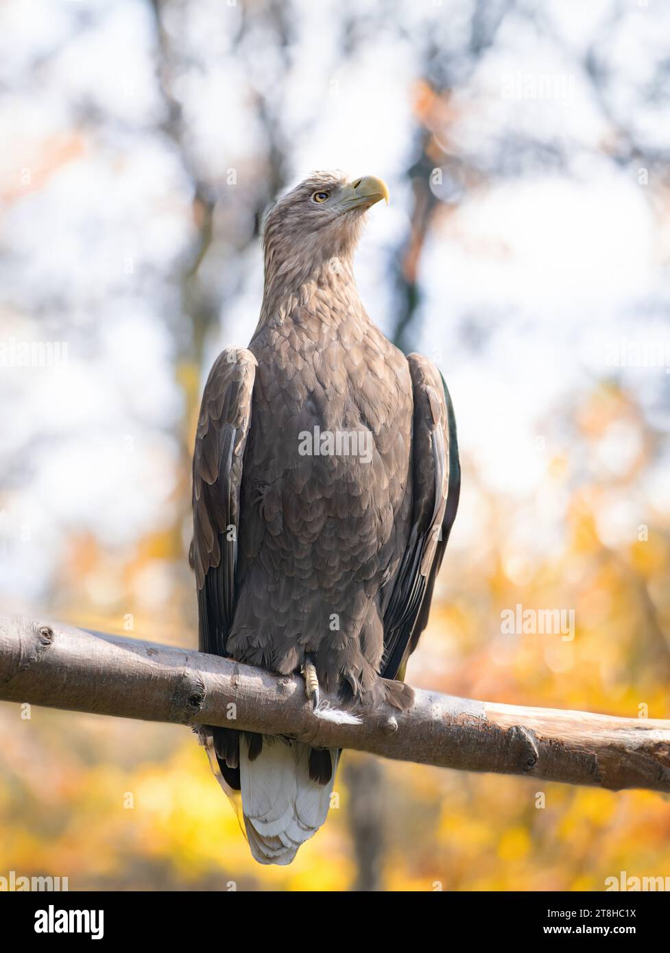 Seeadler, der auf einem Baumzweig vor dem Hintergrund eines Herbstwaldes sitzt Stockfoto
