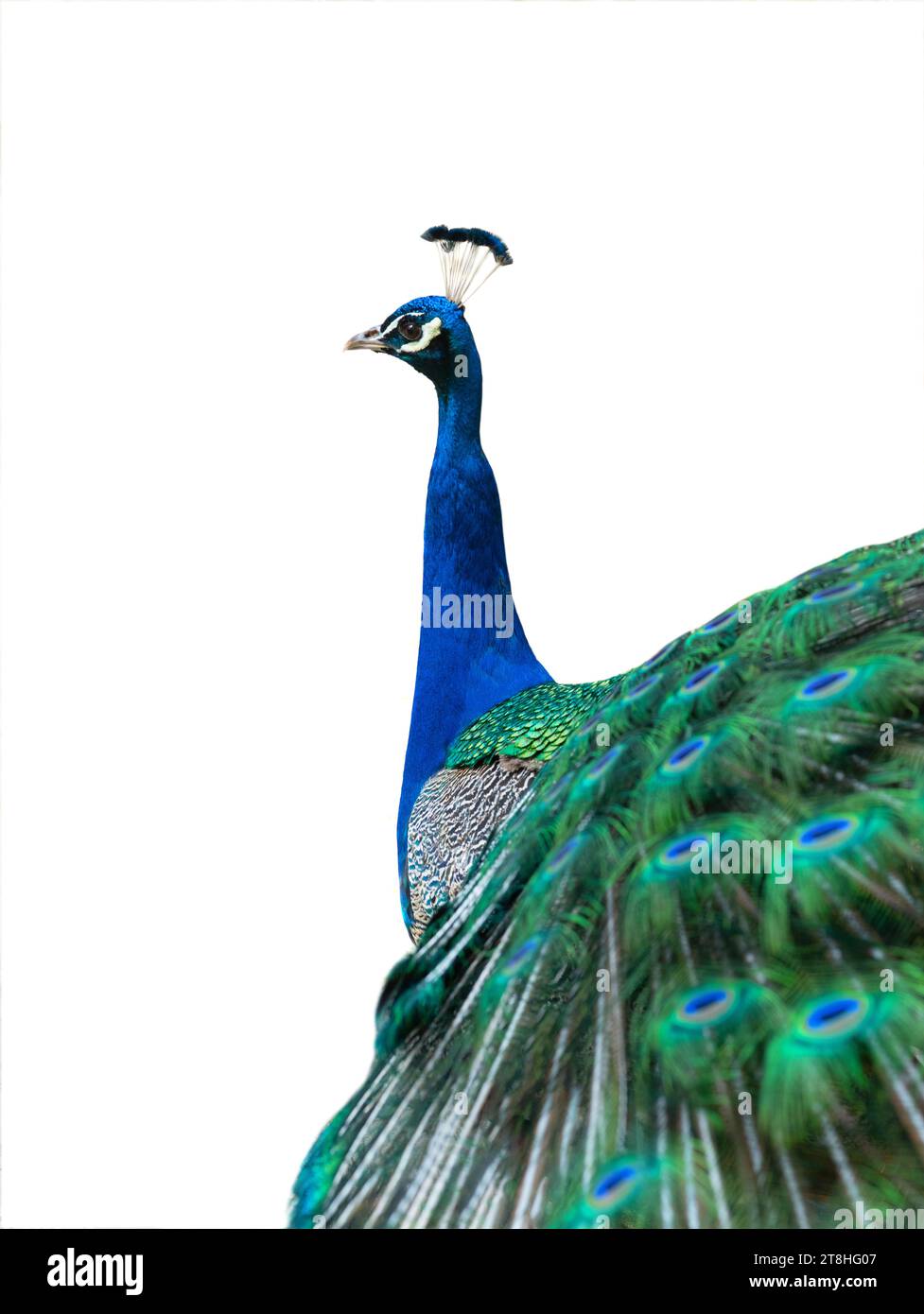 indischer Pfau isoliert auf weißem Hintergrund Stockfoto