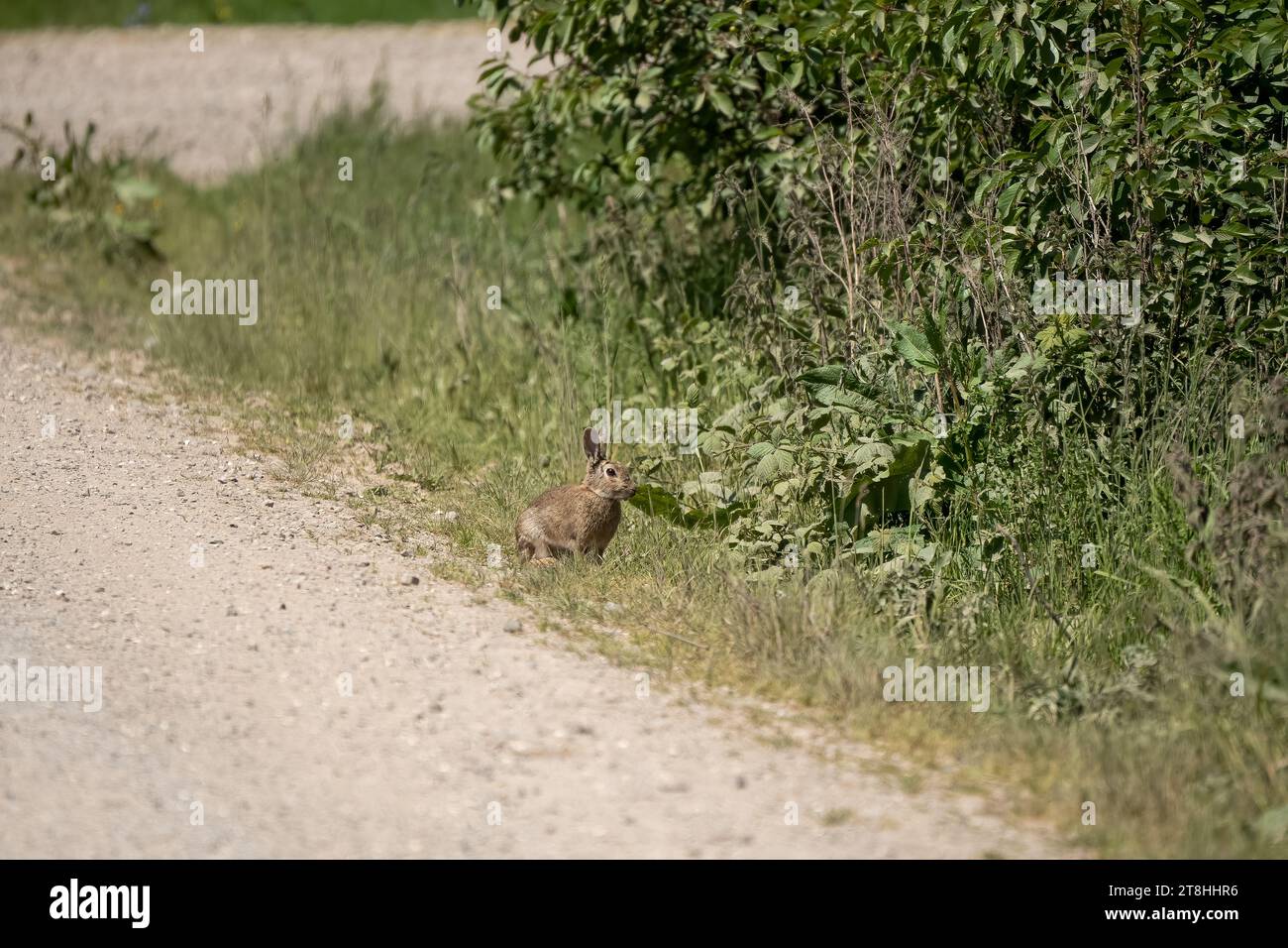 Ein wildes Jungkaninchen (Oryctolagus cuniculus) mit braunem Fell, das im Sonnenschein glitzert Stockfoto