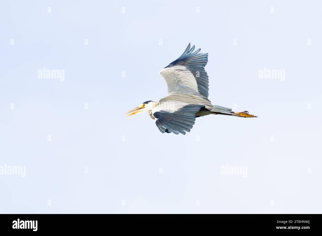 Nahaufnahme eines großen Blaureiders, Ardea cinerea, der von rechts nach links fliegt, mit Flügel nach unten vor einem Hintergrund mit klarem weißen Himmel Stockfoto