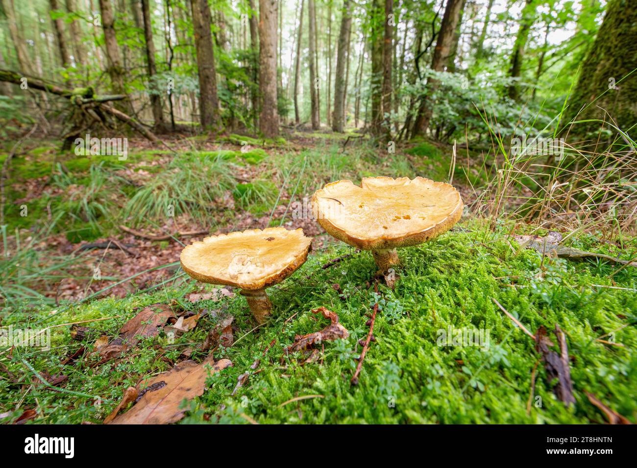 Nahaufnahme einer Reifen, essbaren Lärchenbolete, Suillus grevillei, die auf einem moosigen Sandwaldboden in der niederländischen Provinz Drenthe wächst Stockfoto