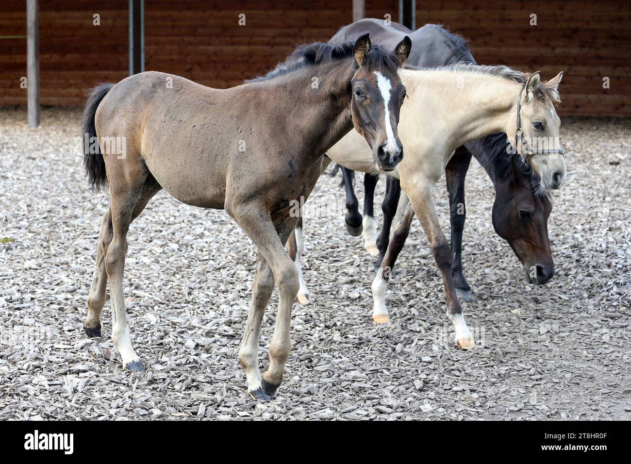 22.08.2023, Ascheberg-Herbern, Nordrhein-Westfalen, GER - Fohlen und Stute in einem Paddock. Gestuet Itlingen, Stauffenberg Bloodstock. Auslauf, Fohlen, Hackschnitzel, Holzhackschnitzel, Holzschnitzel, Kleinpferde, Paddock, Paddock Hackschnitzel, Paddockeinstreu, Ponys, Pony, Ponyfohlen, Ponyrasse, Rasse, Stute, Westfaelisches Reitpony, Haltung, Pferdehaltung, Zucht, Pferdezucht 230822D020ITLINGEN.JPG *** 22 08 2023, Ascheberg Herbern, Nordrhein Westfalen, GER Fohlen und Stute im Fahrerlager Gestuet Itlingen, Stauffenberg Bloodstock-Lauf, Fohlen, Holzschnitzel, Holzschnitzel, Holzchips, kleine Pferde, Koppel Stockfoto