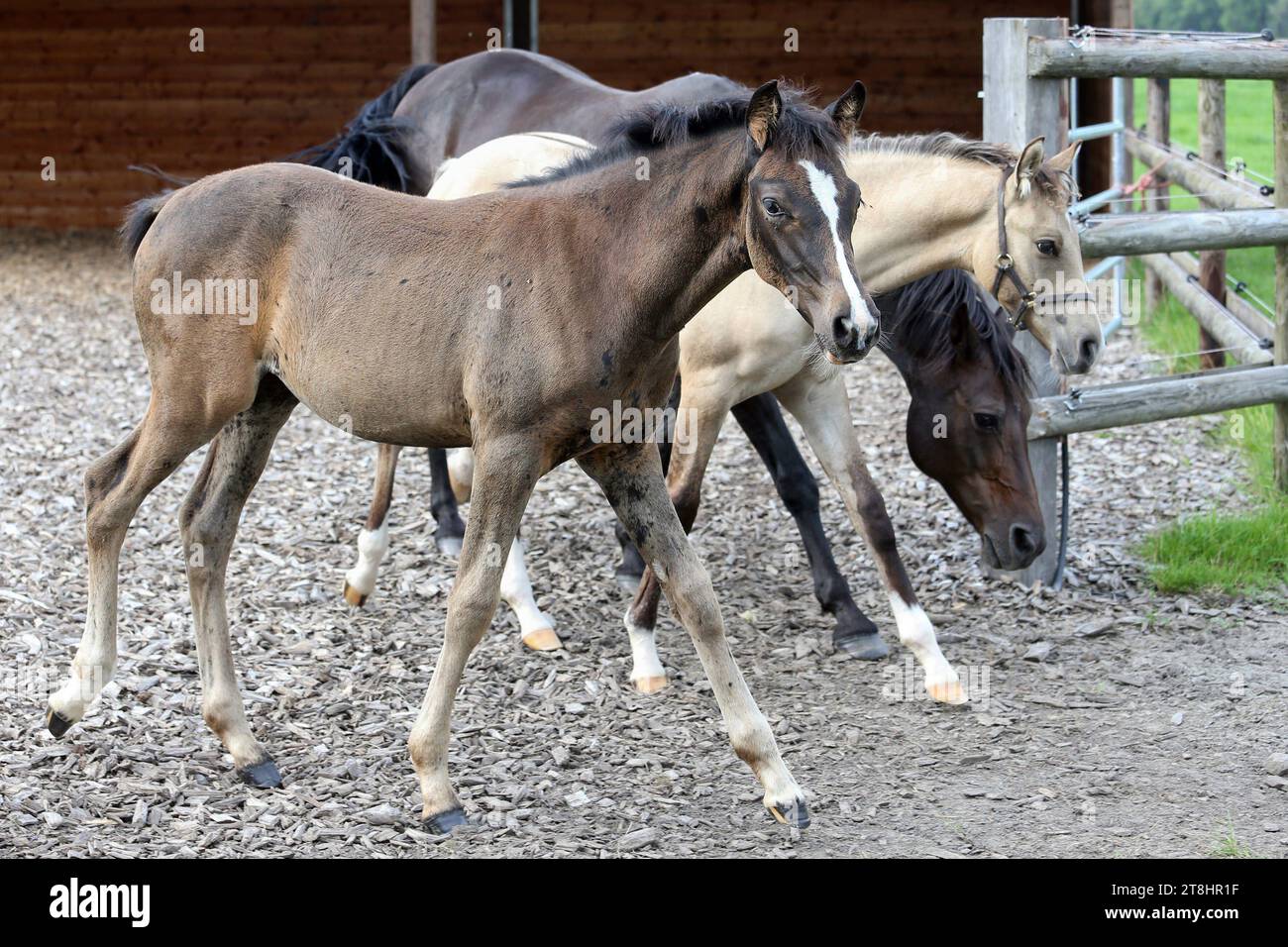 22.08.2023, Ascheberg-Herbern, Nordrhein-Westfalen, GER - Fohlen und Stute in einem Paddock. Gestuet Itlingen, Stauffenberg Bloodstock. Auslauf, Fohlen, Hackschnitzel, Holzhackschnitzel, Holzschnitzel, Kleinpferde, Paddock, Paddock Hackschnitzel, Paddockeinstreu, Ponys, Pony, Ponyfohlen, Ponyrasse, Rasse, Stute, Westfaelisches Reitpony, Haltung, Pferdehaltung, Zucht, Pferdezucht 230822D021ITLINGEN.JPG *** 22 08 2023, Ascheberg Herbern, Nordrhein Westfalen, GER Fohlen und Stute im Fahrerlager Gestuet Itlingen, Stauffenberg Bloodstock-Lauf, Fohlen, Holzschnitzel, Holzschnitzel, Holzchips, kleine Pferde, Koppel Stockfoto